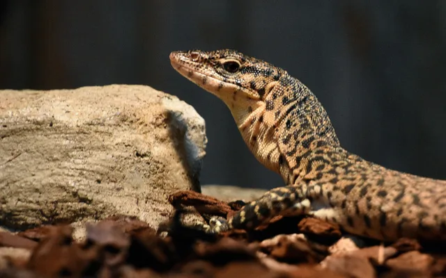 V hodonínské zoo mají nové přírůstky. Návštěvníci mohou vidět pár ohrožených varanů