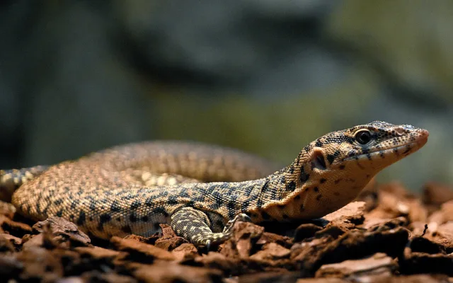 V hodonínské zoo mají nové přírůstky. Návštěvníci mohou vidět pár ohrožených varanů
