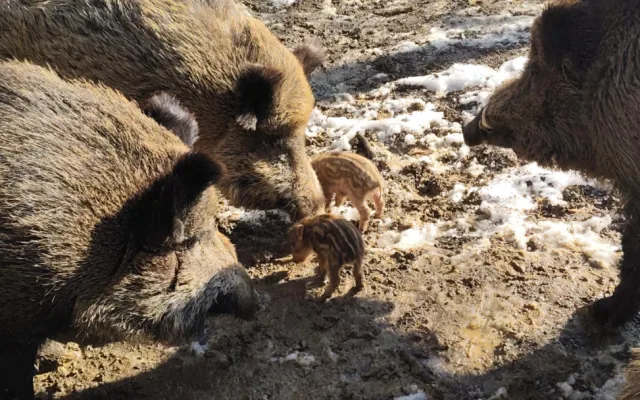 V brněnské oboře Holedná se narodila selátka. Chovejte se tiše a nekrmte je, vyzývá správce