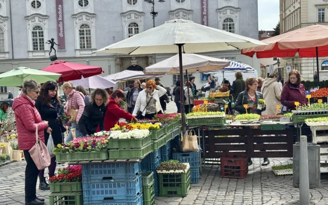 Brněnský Zelný trh s přicházejícím jarem ožívá. Lidé tam teď nakoupí bylinky nebo sazenice