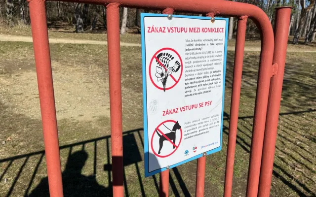 VIDEO: Na Kamenném vrchu rozkvetly vzácné koniklece. Před nemotornými turisty je chrání dřevěná lávka