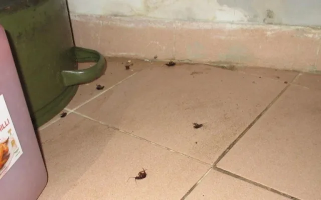 Inspektoři zavřeli v Brně První doubravnickou restauraci. Našli v ní šváby