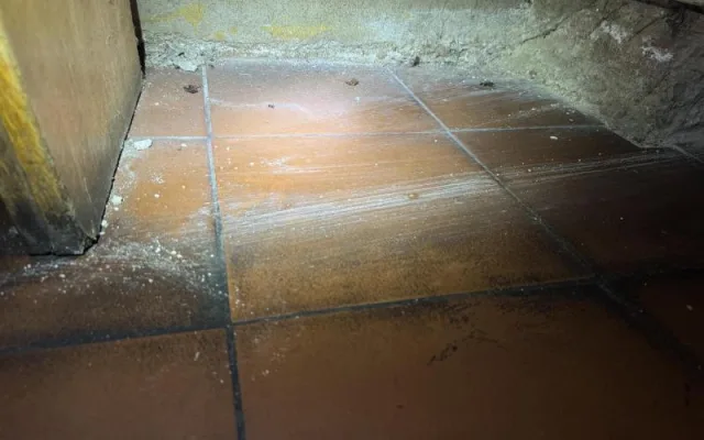 Inspektoři zavřeli v Brně První doubravnickou restauraci. Našli v ní šváby