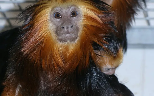 V hodonínské zoo nově chovají opičky z brazilského pralesa. Už přivítali i mládě