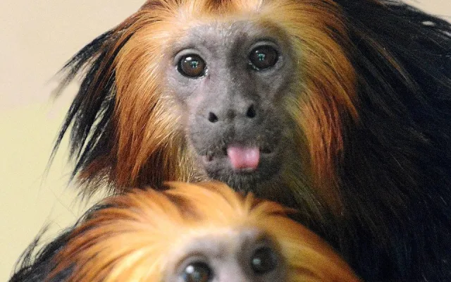 V hodonínské zoo nově chovají opičky z brazilského pralesa. Už přivítali i mládě