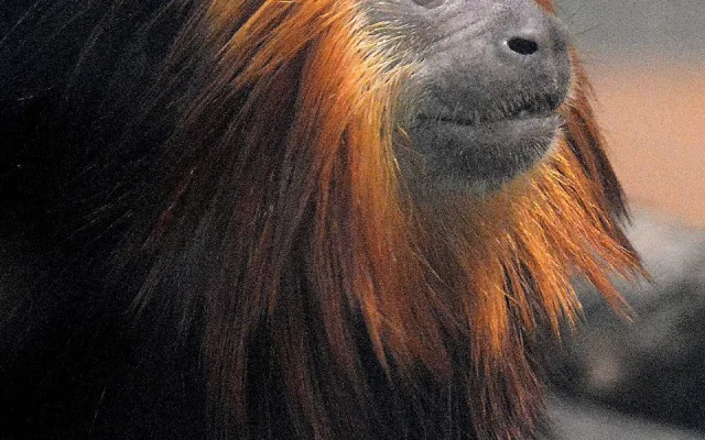 V hodonínské zoo nově chovají opičky z brazilského pralesa. Už přivítali i mládě