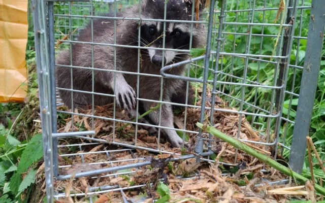 Roztomilý vetřelec. Mýval si podmaňuje jižní Moravu, vědci bijí na poplach