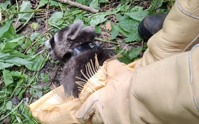 Roztomilý vetřelec. Mýval si podmaňuje jižní Moravu, vědci bijí na poplach