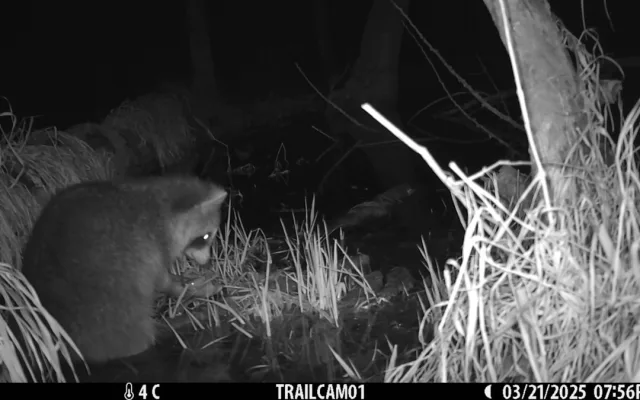 Roztomilý vetřelec. Mýval si podmaňuje jižní Moravu, vědci bijí na poplach
