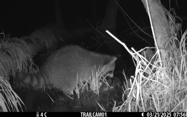 Roztomilý vetřelec. Mýval si podmaňuje jižní Moravu, vědci bijí na poplach