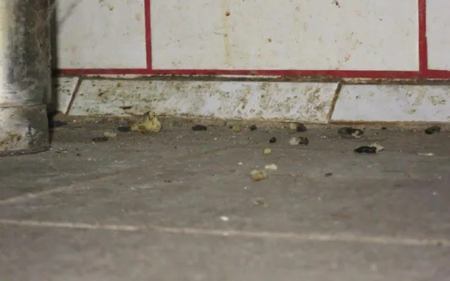 Špína a myší bobky. Inspektoři zavřeli restauraci v Bučovicích