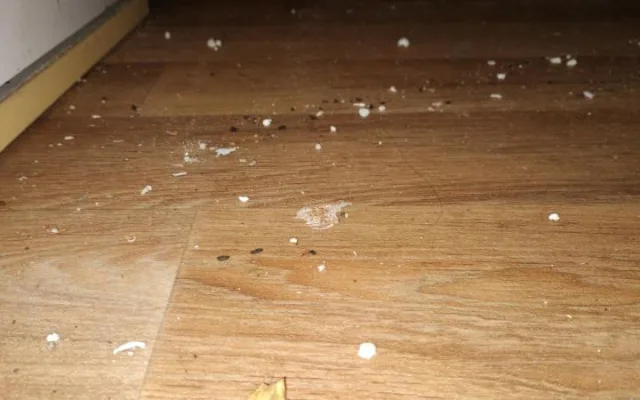 Špína a mrtvé myši na podlaze. Inspektoři zavřeli stánek v kempu Bítov