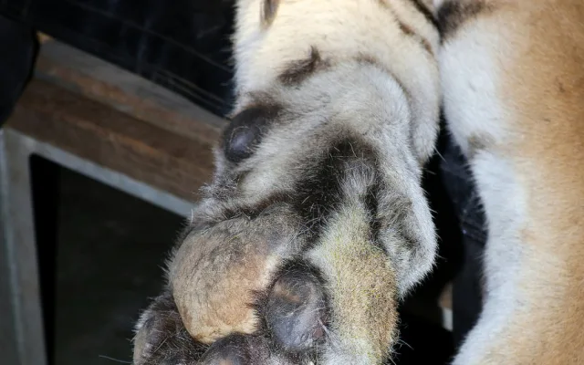 Tygr z hodonínské zoo musel na operaci s bolavou tlapkou. Zarostl mu dráp