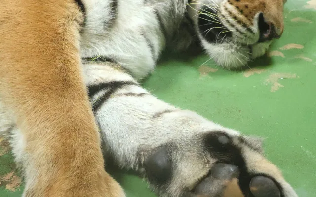 Tygr z hodonínské zoo musel na operaci s bolavou tlapkou. Zarostl mu dráp