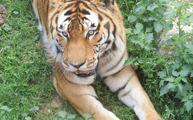 Tygr z hodonínské zoo musel na operaci s bolavou tlapkou. Zarostl mu dráp