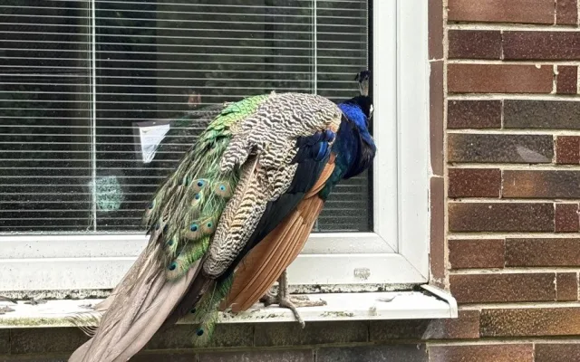 FOTOGALERIE: Co dělají zvířata v brněnské zoo, když prší? Podívejte se