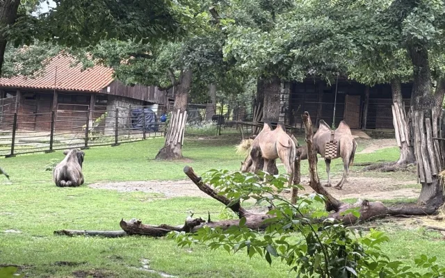 FOTOGALERIE: Co dělají zvířata v brněnské zoo, když prší? Podívejte se