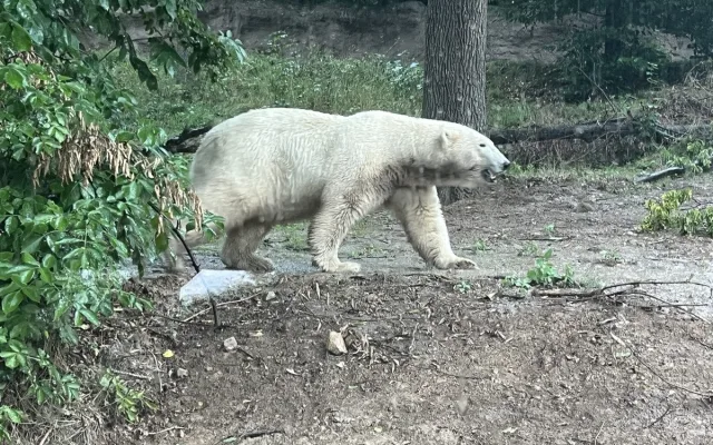 FOTOGALERIE: Co dělají zvířata v brněnské zoo, když prší? Podívejte se