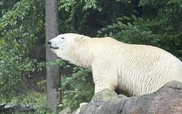 Brněnská zoo byla vyslyšena. Plánované novinky vrátí zahradu zpátky mezi turistické oblíbence