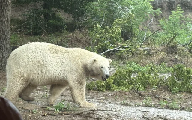 Brněnská zoo byla vyslyšena. Plánované novinky vrátí zahradu zpátky mezi turistické oblíbence