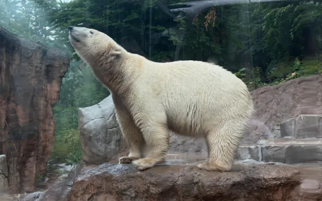 Brněnská zoo byla vyslyšena. Plánované novinky vrátí zahradu zpátky mezi turistické oblíbence