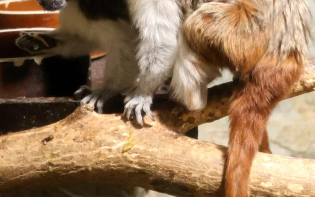 Hodonínská zoo slaví přírůstky, přišla na svět dvojčata tamarínů pinčích