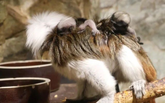 Hodonínská zoo slaví přírůstky, přišla na svět dvojčata tamarínů pinčích