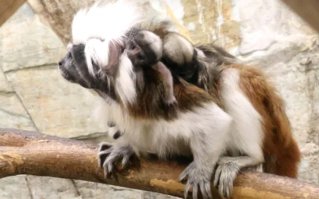 Hodonínská zoo slaví přírůstky, přišla na svět dvojčata tamarínů pinčích
