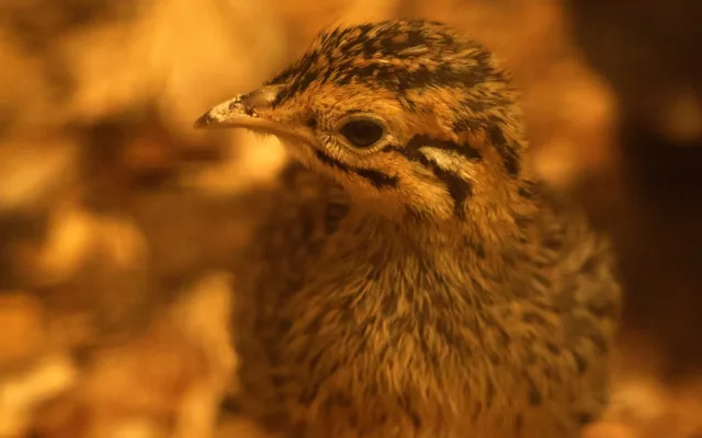 Chovatelé v brněnské zoo se radují z desítek opeřených přírůstků