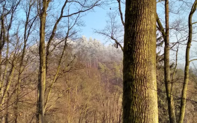 FOTO: Blansko má novou přírodní rezervaci. Jde o staré listnaté lesy v Olešné