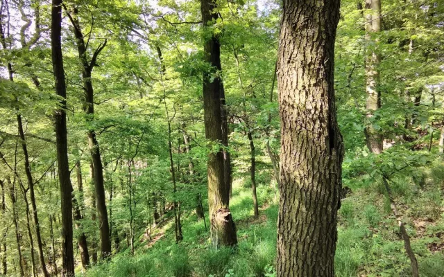 FOTO: Blansko má novou přírodní rezervaci. Jde o staré listnaté lesy v Olešné