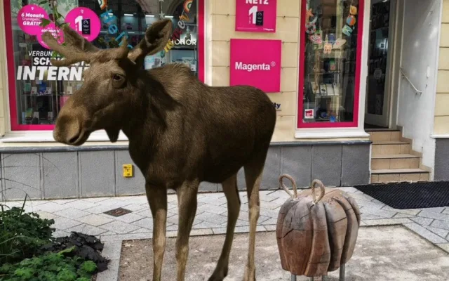 Los v ateliéru, bance nebo kavárně. Emil se stal za hranicemi marketingovým tahákem