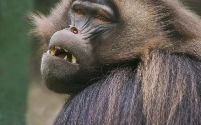 Zoo Brno otevírá nový výběh pro dželady a zve na slavnostní den