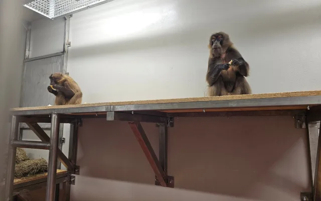 Zoo Brno otevírá nový výběh pro dželady a zve na slavnostní den