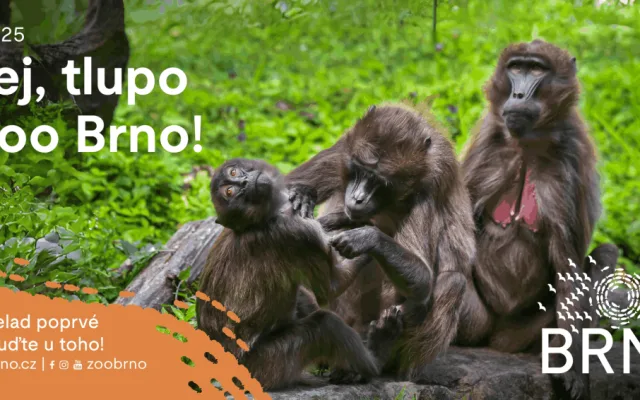 Zoo Brno otevírá nový výběh pro dželady a zve na slavnostní den