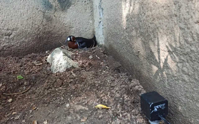 Chytrá vejce z Brna pomáhají zachraňovat ohrožené ptáky po celém světě