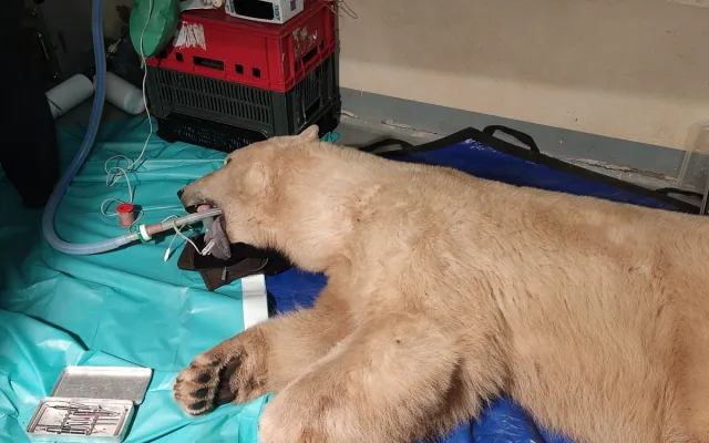 Lední medvědice Elsa musela na operaci. Veterináři jí v Brně zachránili špičáky