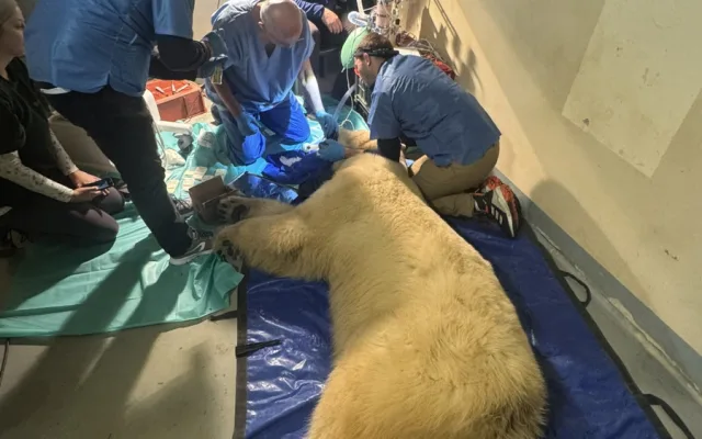 Lední medvědice Elsa musela na operaci. Veterináři jí v Brně zachránili špičáky