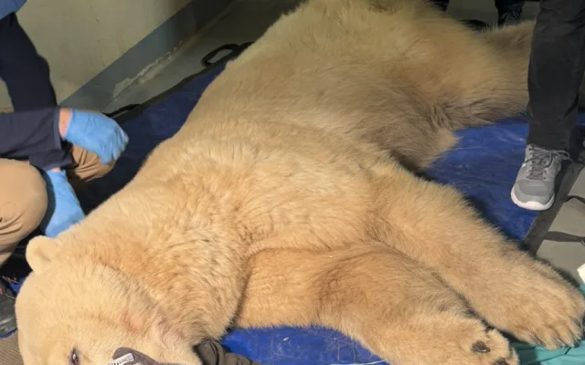 Lední medvědice Elsa musela na operaci. Veterináři jí v Brně zachránili špičáky