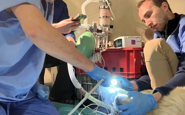 Lední medvědice Elsa musela na operaci. Veterináři jí v Brně zachránili špičáky