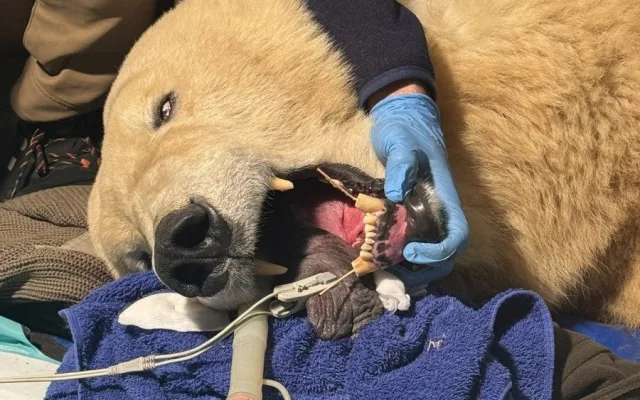 Lední medvědice Elsa musela na operaci. Veterináři jí v Brně zachránili špičáky