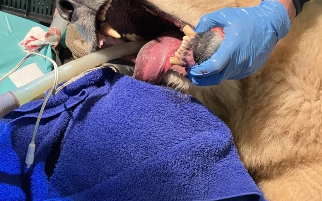 Lední medvědice Elsa musela na operaci. Veterináři jí v Brně zachránili špičáky