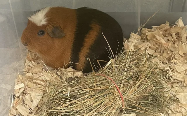 V Brně ožívá botanická zahrada. Začíná výstava plná papoušků, morčat, králíků i plazů