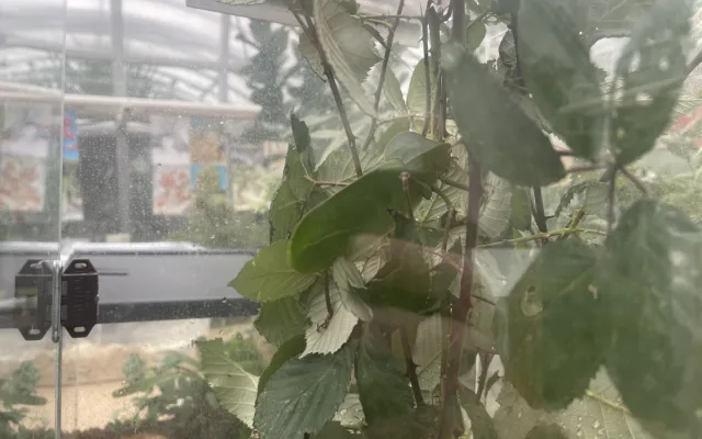 V Brně ožívá botanická zahrada. Začíná výstava plná papoušků, morčat, králíků i plazů