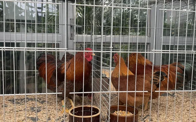 V Brně ožívá botanická zahrada. Začíná výstava plná papoušků, morčat, králíků i plazů
