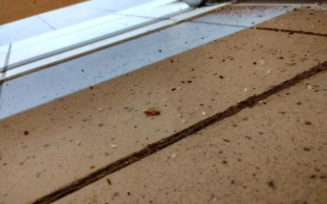 Inspektoři zavřeli pekárnu v brněnském Albertu. Provozovnu v Tkalcovské obýval hmyz