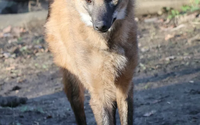 Sice tak vypadají, ale lišky to nejsou. Do zoo v Hodoníně se vrátili psi hřivnatí