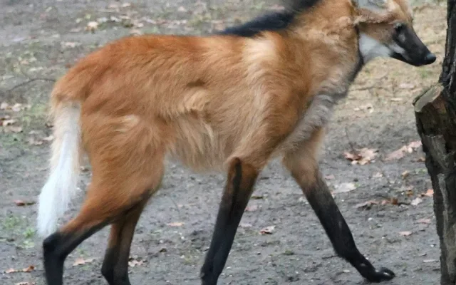 Sice tak vypadají, ale lišky to nejsou. Do zoo v Hodoníně se vrátili psi hřivnatí