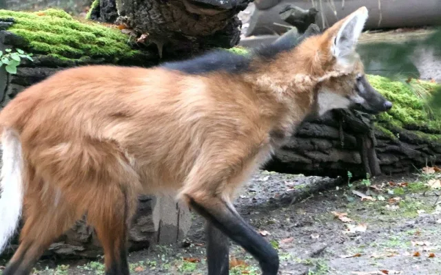 Sice tak vypadají, ale lišky to nejsou. Do zoo v Hodoníně se vrátili psi hřivnatí