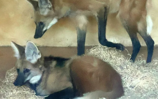 Sice tak vypadají, ale lišky to nejsou. Do zoo v Hodoníně se vrátili psi hřivnatí